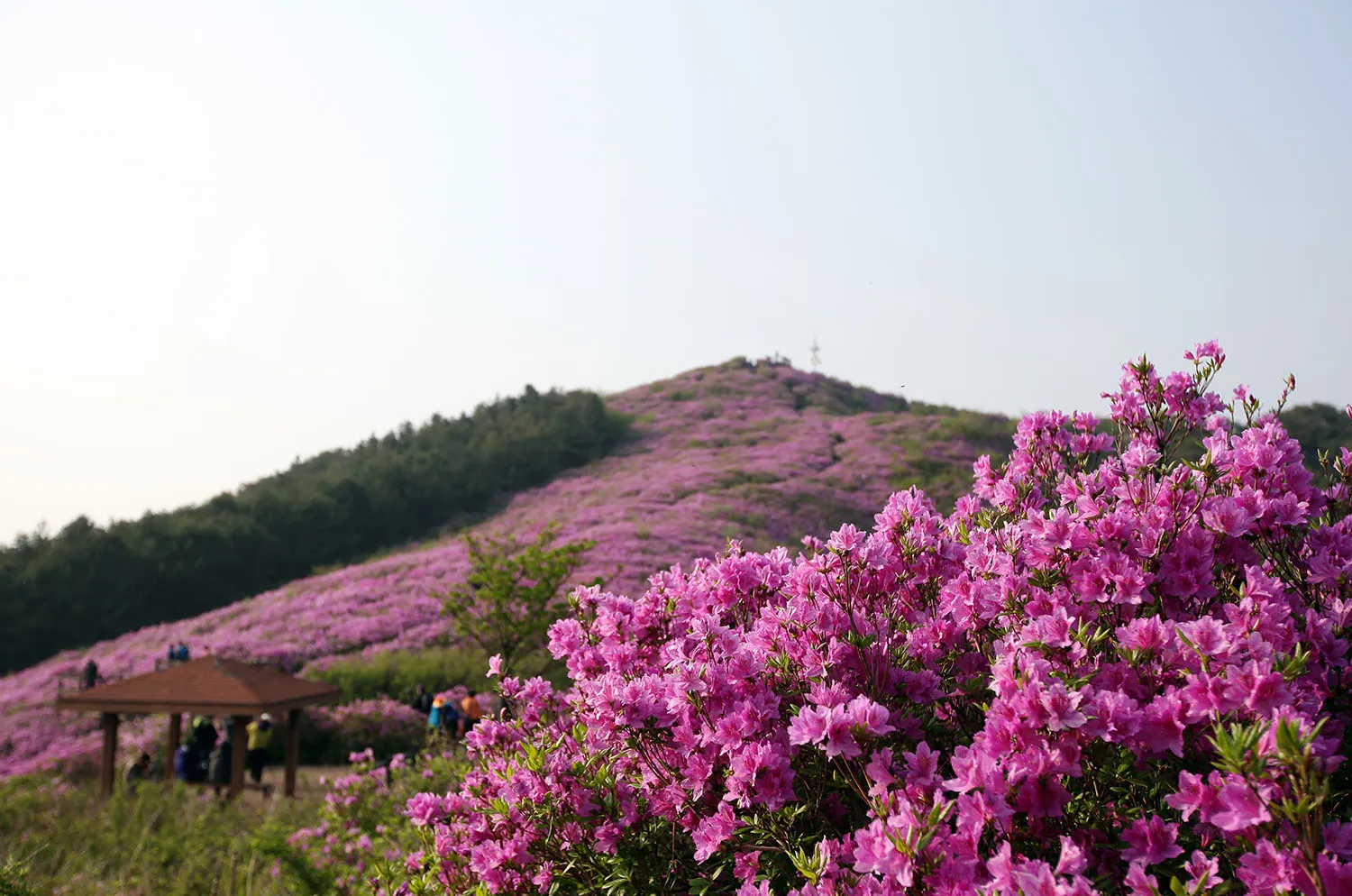남원 봉화산 철쭉 산행 주차장 등산코스_9