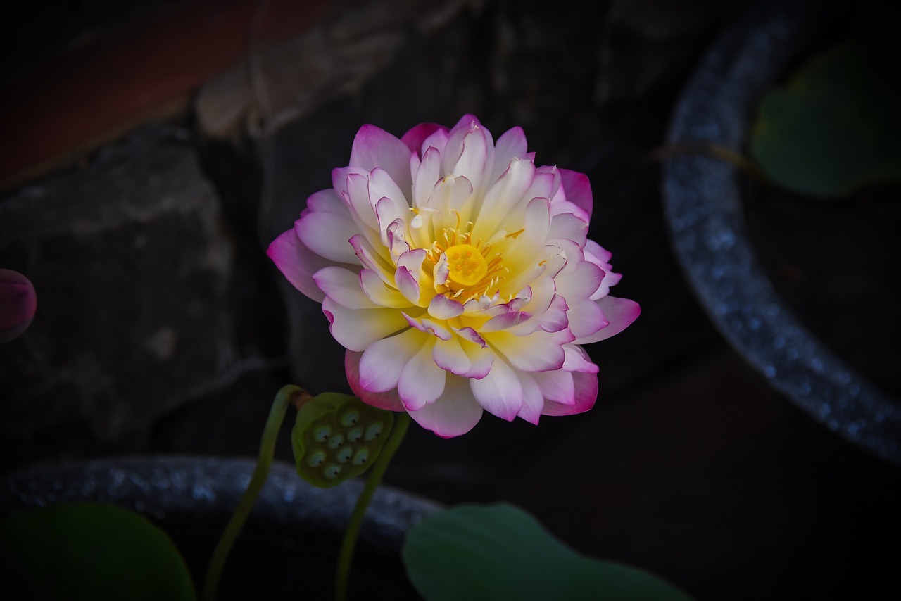 무안 연꽃축제 일정 셔틀버스 교통편