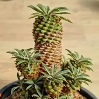 괴마옥 기르기, 번식, 자르기, 물주기, 삽목, 꽃, 꽃말_32