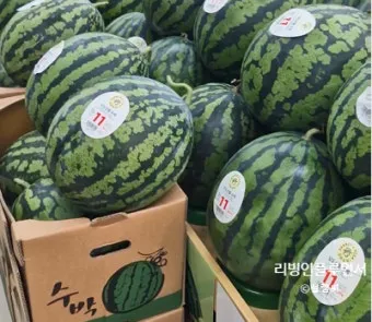 인천 수박껍질 음식물 일반쓰레기 과태료 피하는 법_9