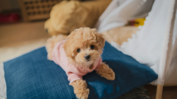 파란 방석위의 강아지