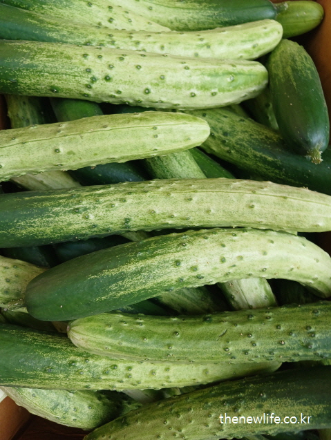 A pile of fresh cucumbers stacked in a box, ideal for reducing body heat during heat exhaustion./더위 먹었을 때 체열을 낮추는 데 효과적인 오이 – 신선하게 진열된 시장 이미지