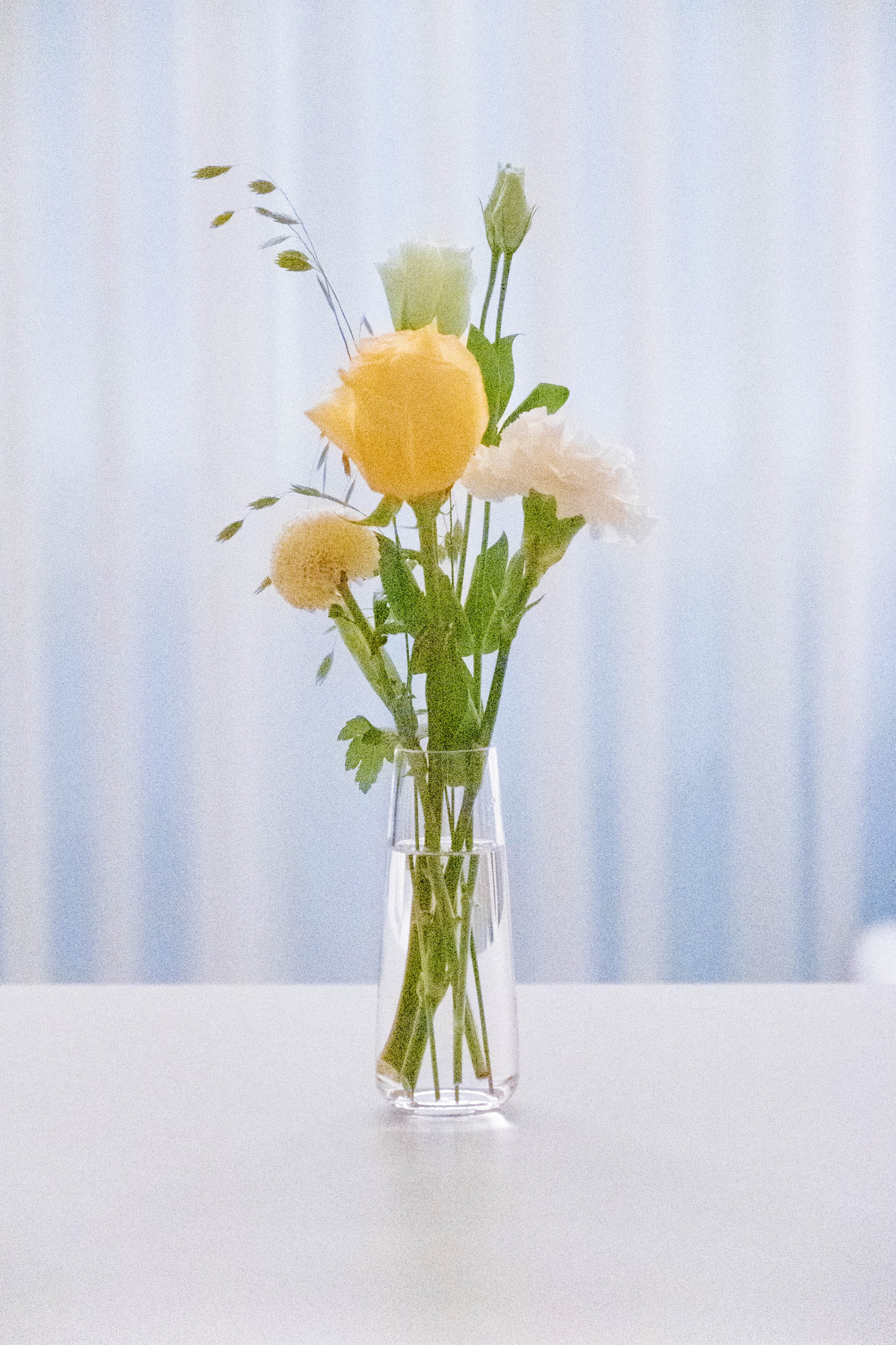 200925 carnation night