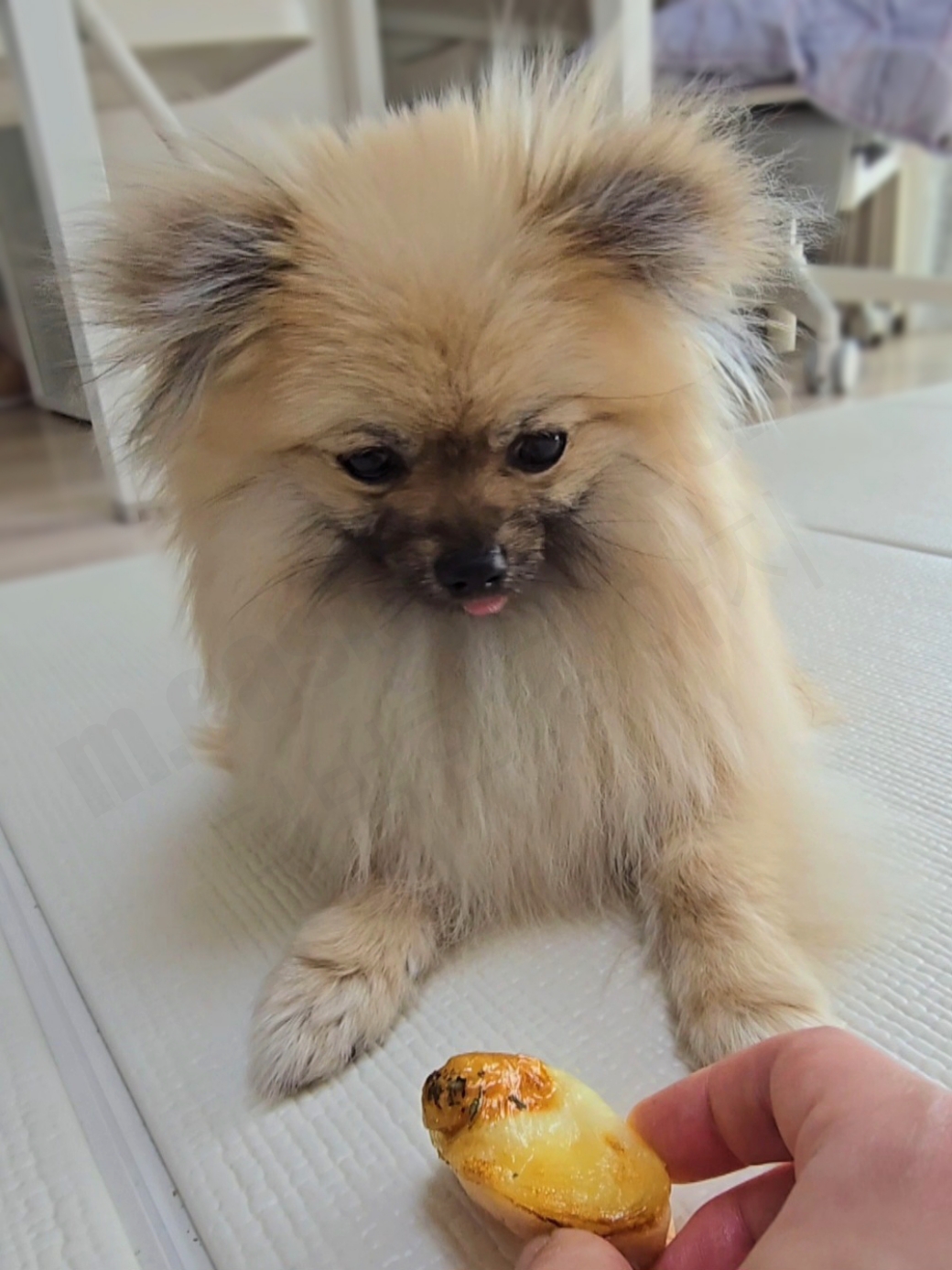 계란빵을 바라보는 강아지