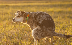소변 또는 오줌을 누며 창피함을 느끼는 꿈