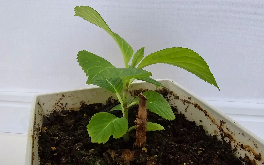 삽목한 수국 꽃다발