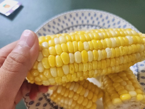 초당옥수수 전자레인지 찌는법 보관법 냉동 초당옥수수 먹는법