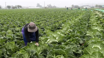 가을배추 모종심기, 심는 시기, 재배법, 물주기, 수확시기, 심는간격 파종시기,방법_53