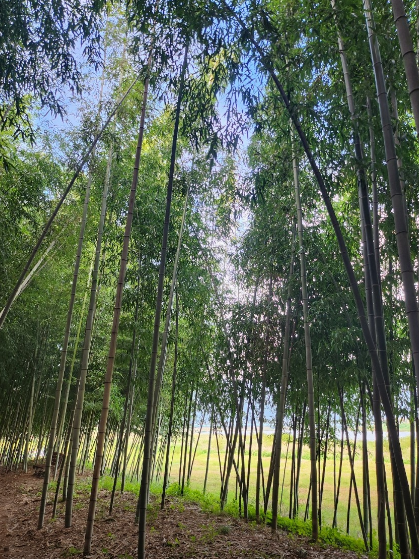 [6시 내고향] 전남 구례 사성암&amp;#44; 현천마을&amp;#44; 산수유 시목지&amp;#44; 과학원&amp;#44; 대나무숲길&amp;#44; 전통식품 정보