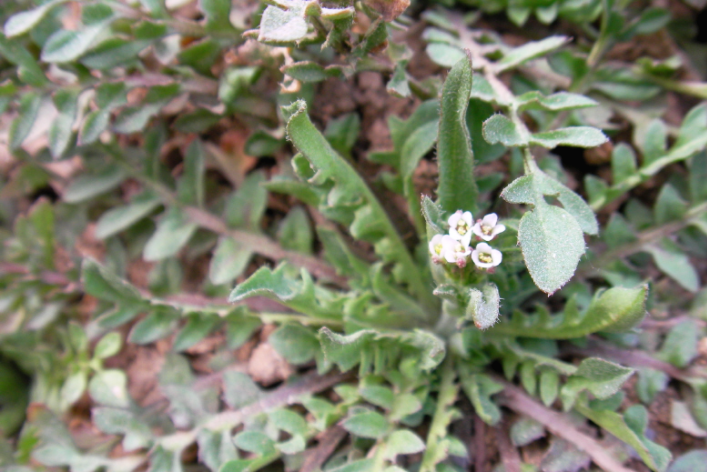 냉이 효능 및 부작용
