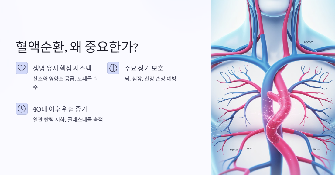 혈액순환, 왜 중요한가?