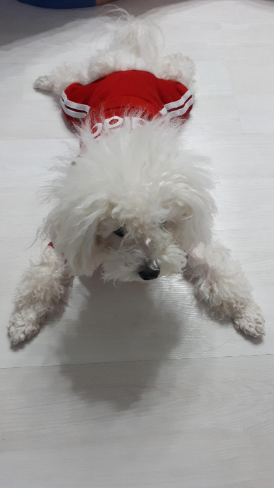 강아지와 함께 보내는 하루, 꼭 챙기는 생활 습관