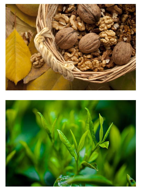 녹차와 견과류를 활용한 건강 간식 만들기