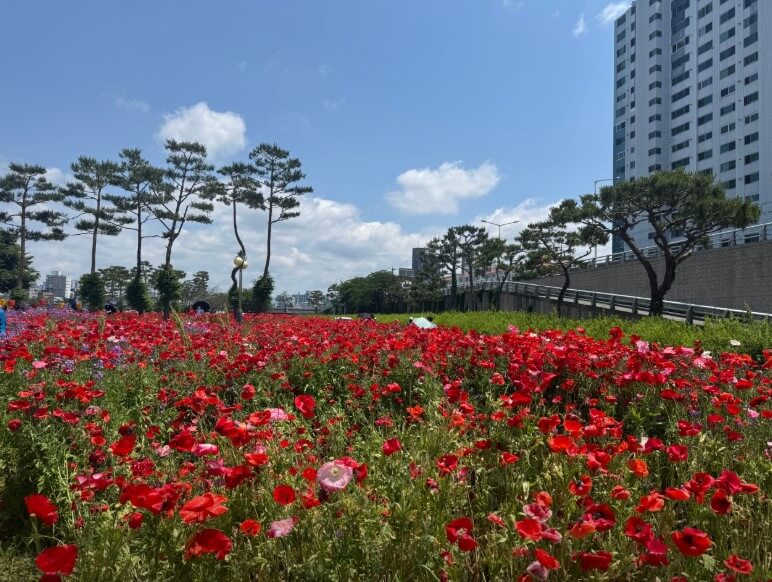 영천시 대중교통 무료 70세 이상 어르신 복지 무임교통카드 교통비 지원