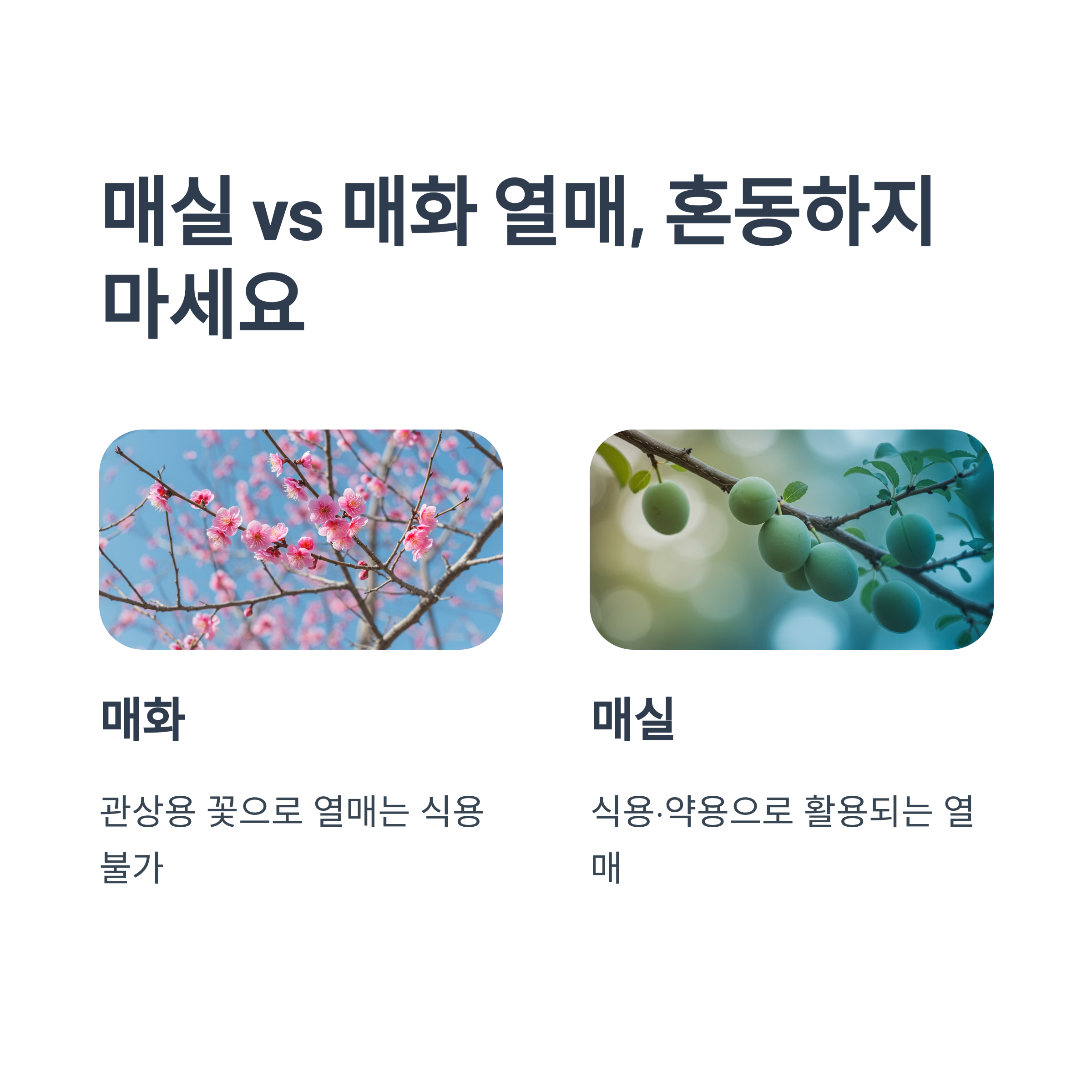 매실 vs 매화 열매 차이