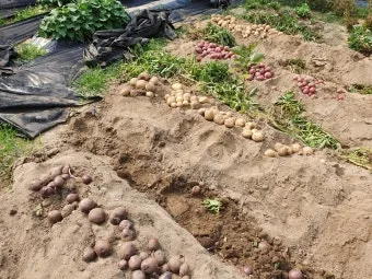 감자 수확시기 지역별 차이와 재배 팁_10