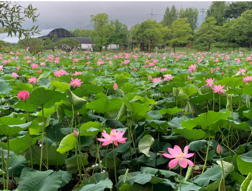 두물머리 연꽃