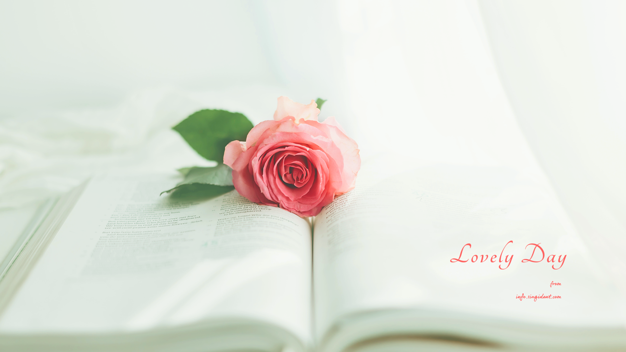 04 분홍장미 C - Lovely Day 꽃배경화면