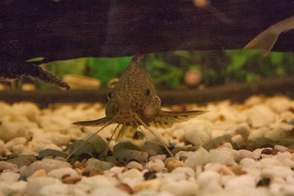 동물들의 놀라운 초능력