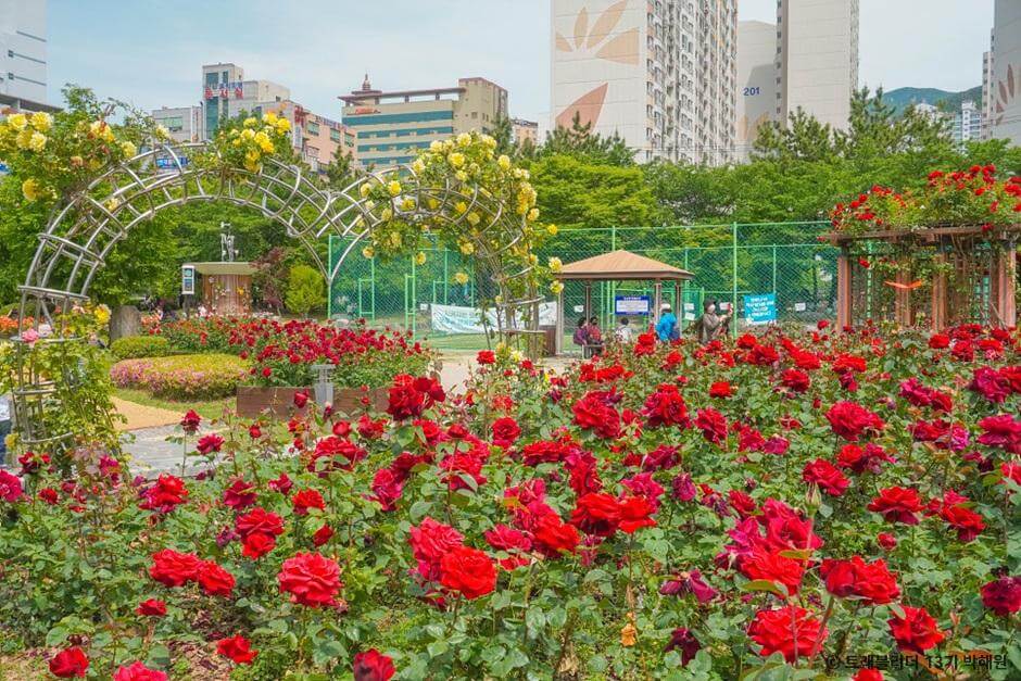 장미명소 부산 화명동 장미원