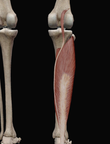 가자미근 해부학 모습