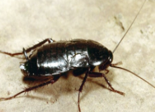 일본바퀴벌레/출처:세스코 공식홈페이지