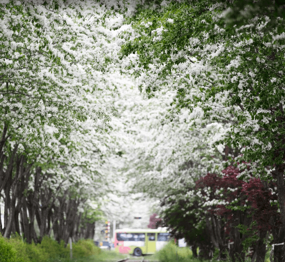 전주 팔복동 이팝나무 철길 소개 &amp; 개방 일정