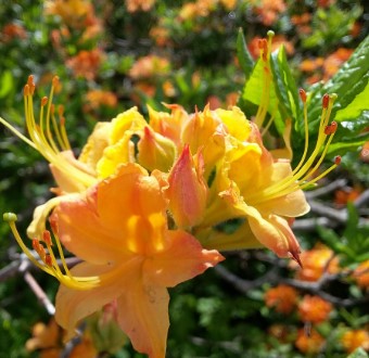 흔하지 않은 황철쭉 꽃