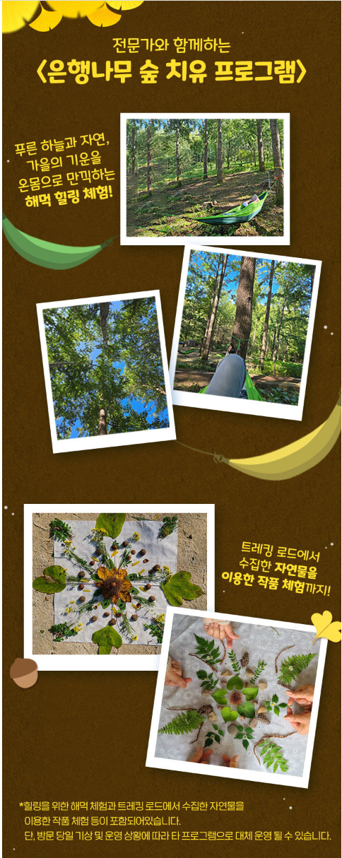 용인 에버랜드 비밀의 은행나무 숲 산책, 스마트 예약 및 제휴 카드 할인 방법