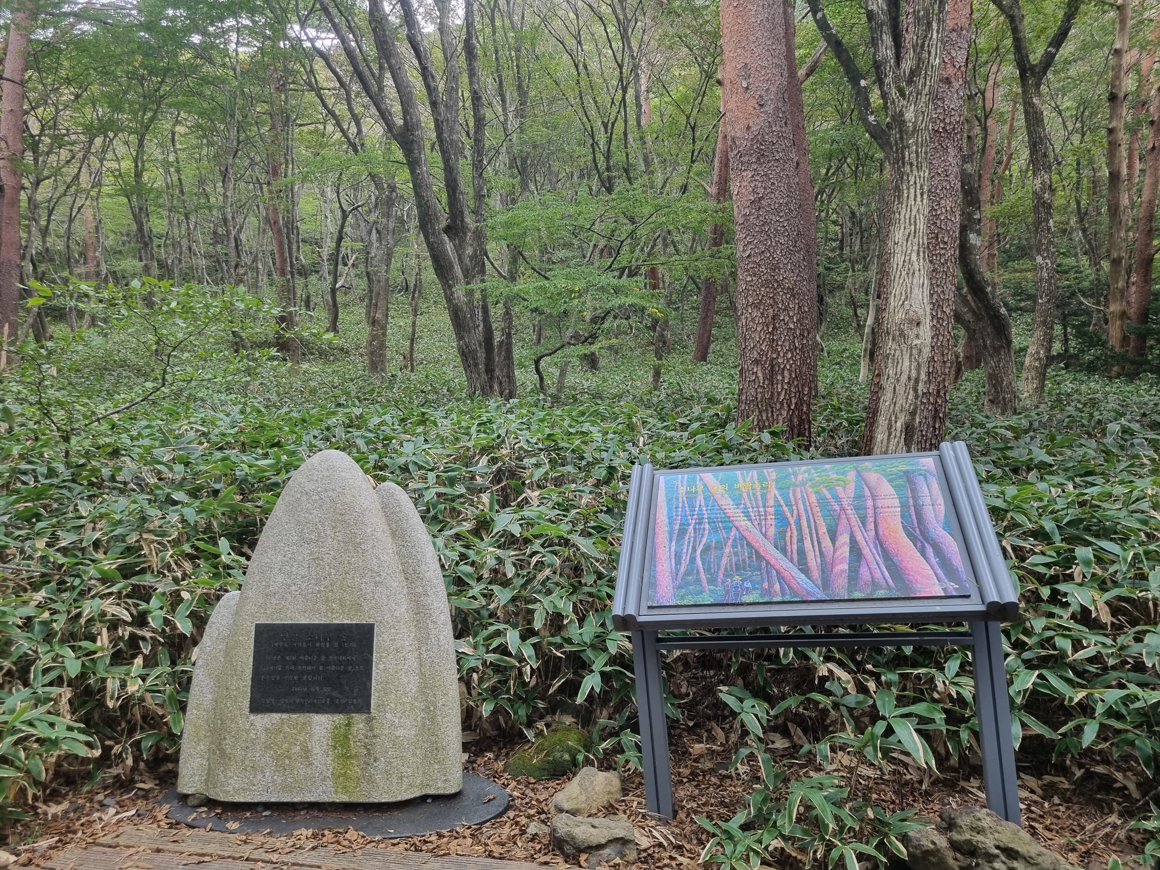 윗세오름 영실코스