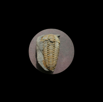 고생대란? 삼엽충에서 어류까지&ndash; 캄브리아기부터 페름기까지, 생명의 대모험