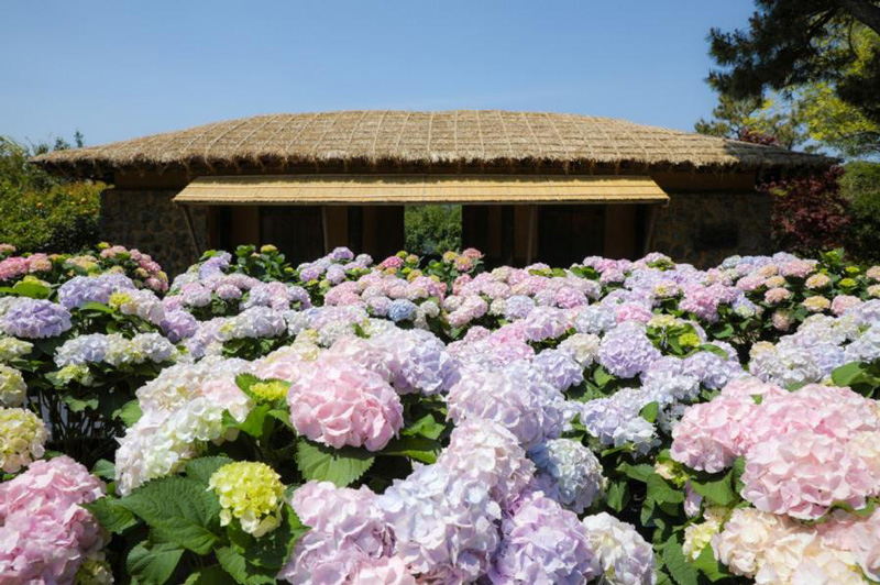 휴애리 여름 수국 축제