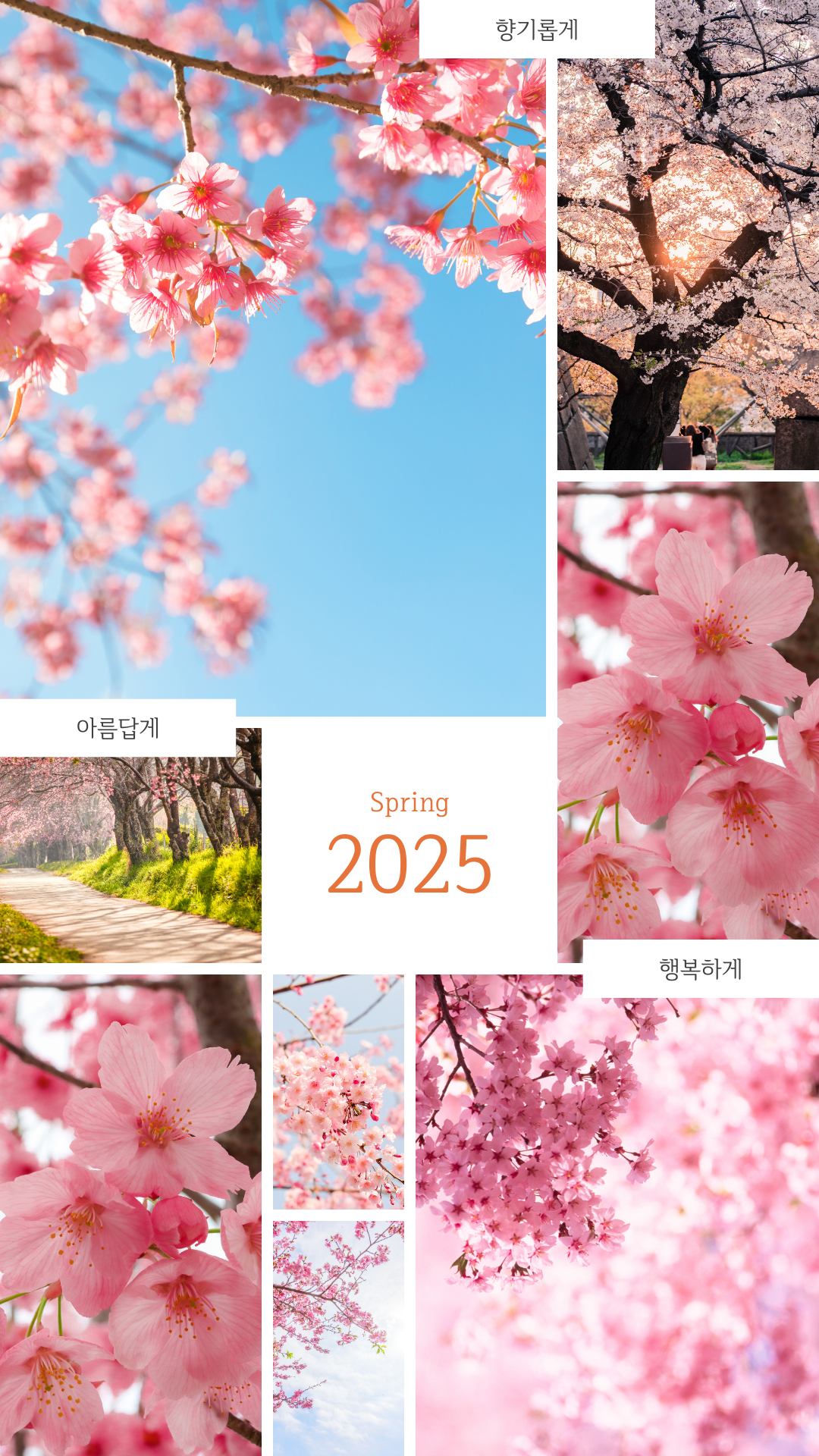 벚꽃 배경화면 이미지 그림 사진 모음집