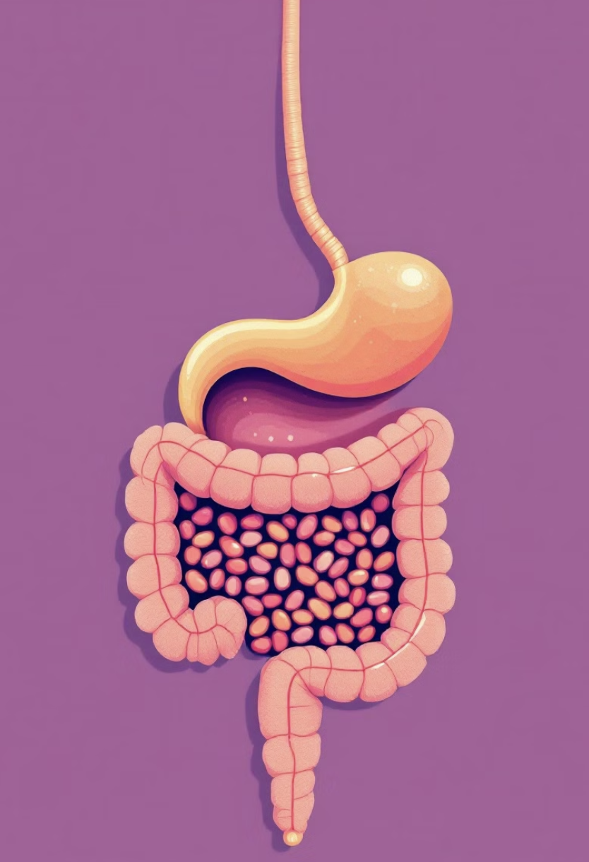 소화 건강 개선 장 관련