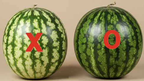 겉모양으로 고르는 맛있는 수박의 비밀