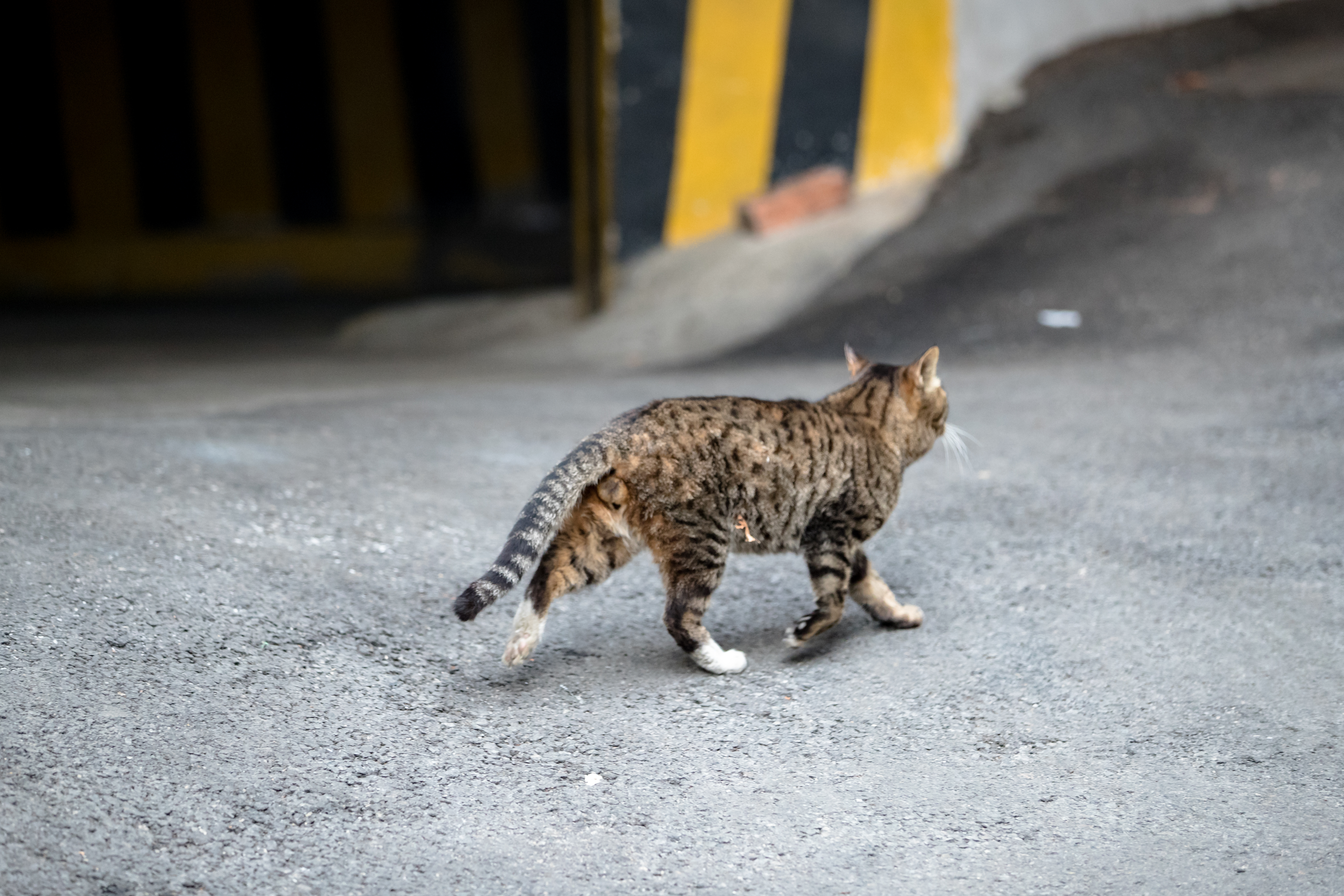 고양이 꼬리 관련 사진