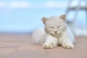 고양이