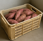 고구마 보관하는법