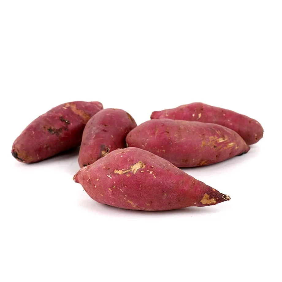 고구마 심는시기 키우는 법_5