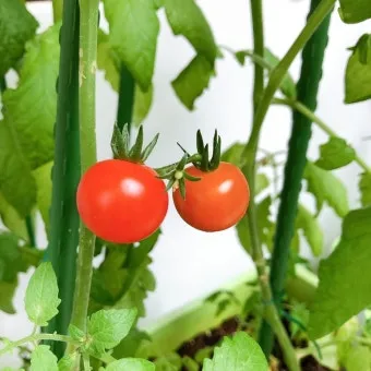 방울토마토 재배 화분 키우기 적심 유인 당도 관리_5