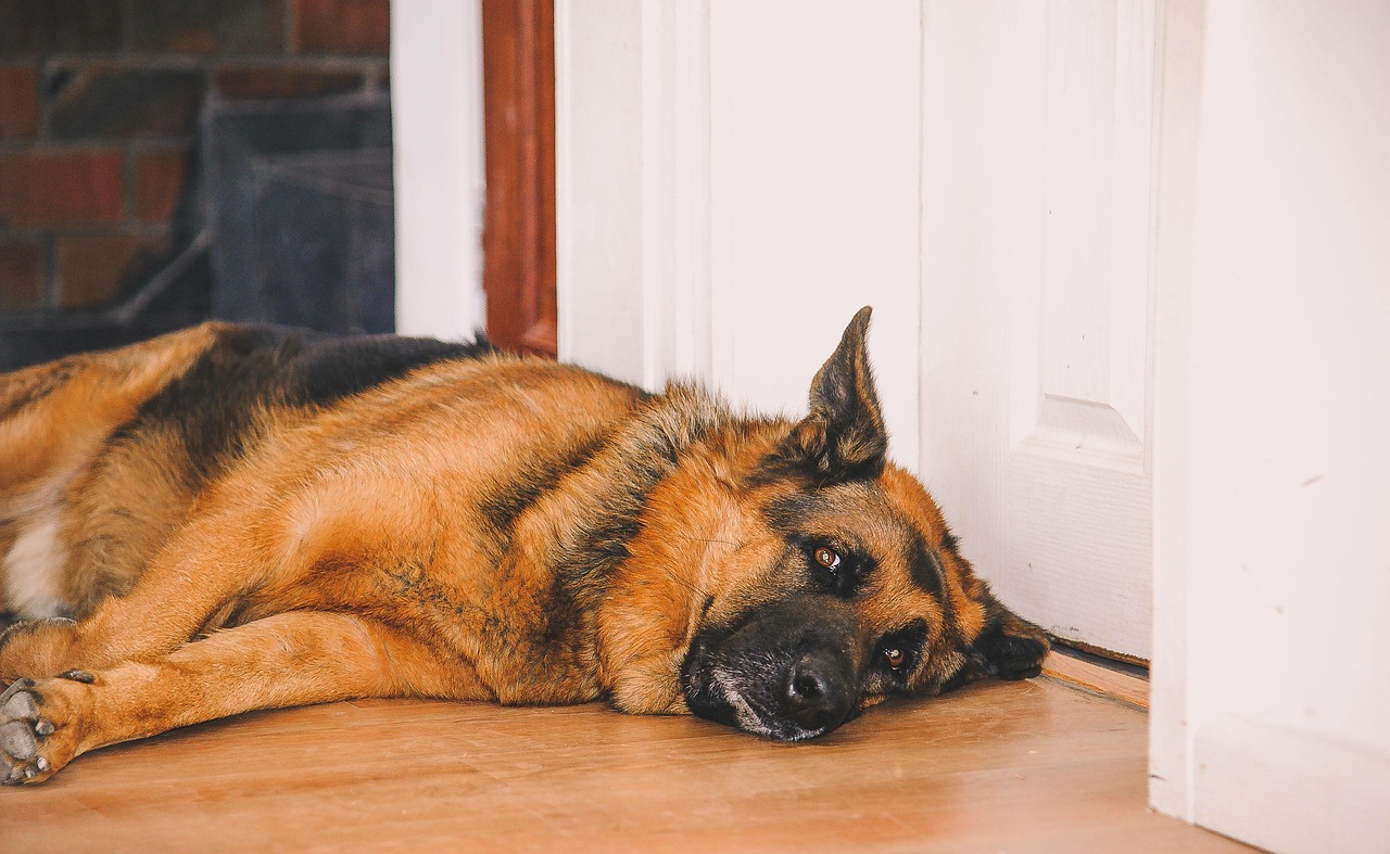 강아지 상상임신 관리방법: 증상부터 주의사항, 보호자 조치와 상세 관리까지