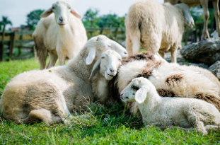 양띠 2025년 운세