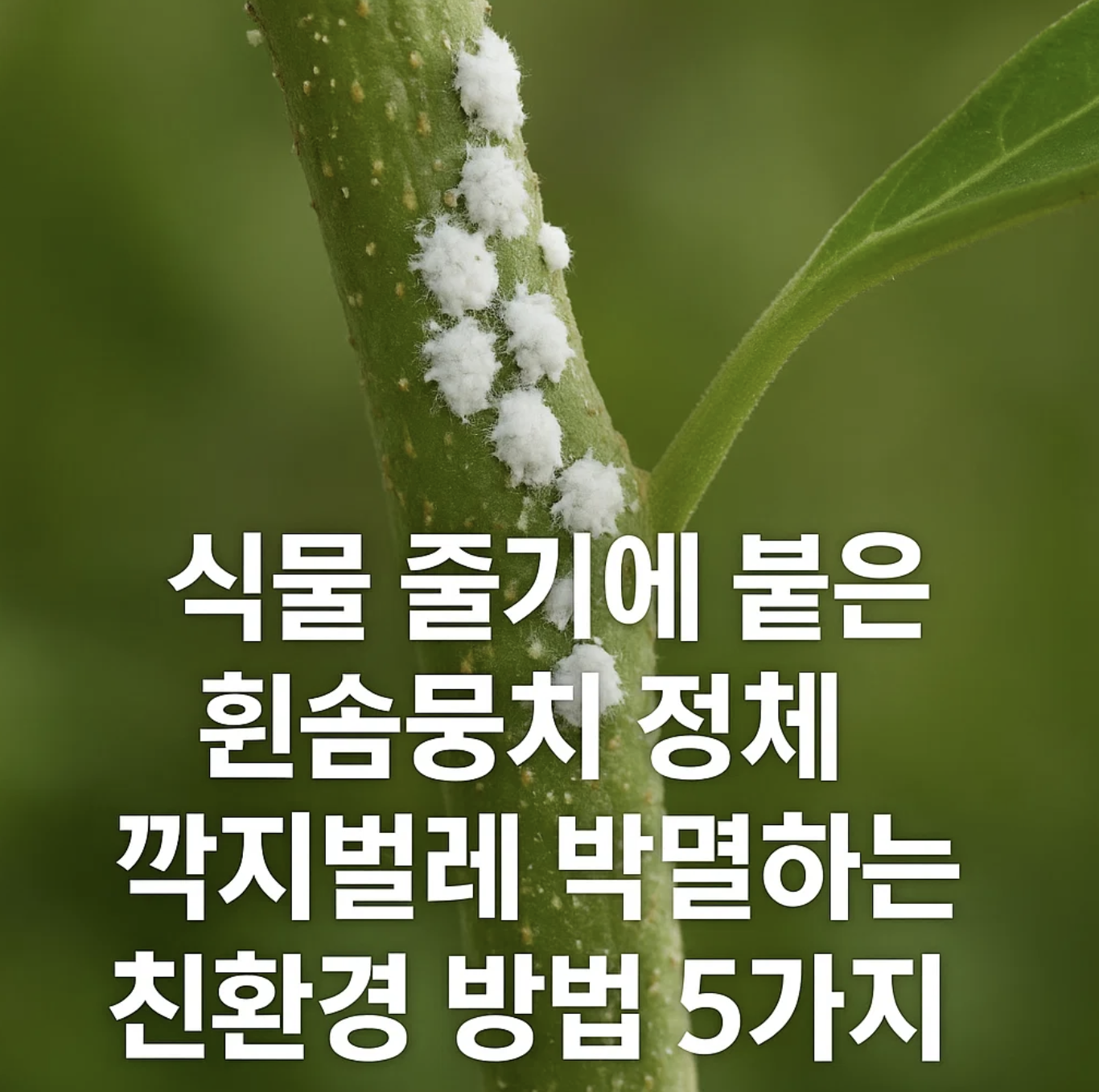 식물 줄기에 붙은 흰솜뭉치 정체, 깍지벌레 박멸하는 친환경 방법 5가지