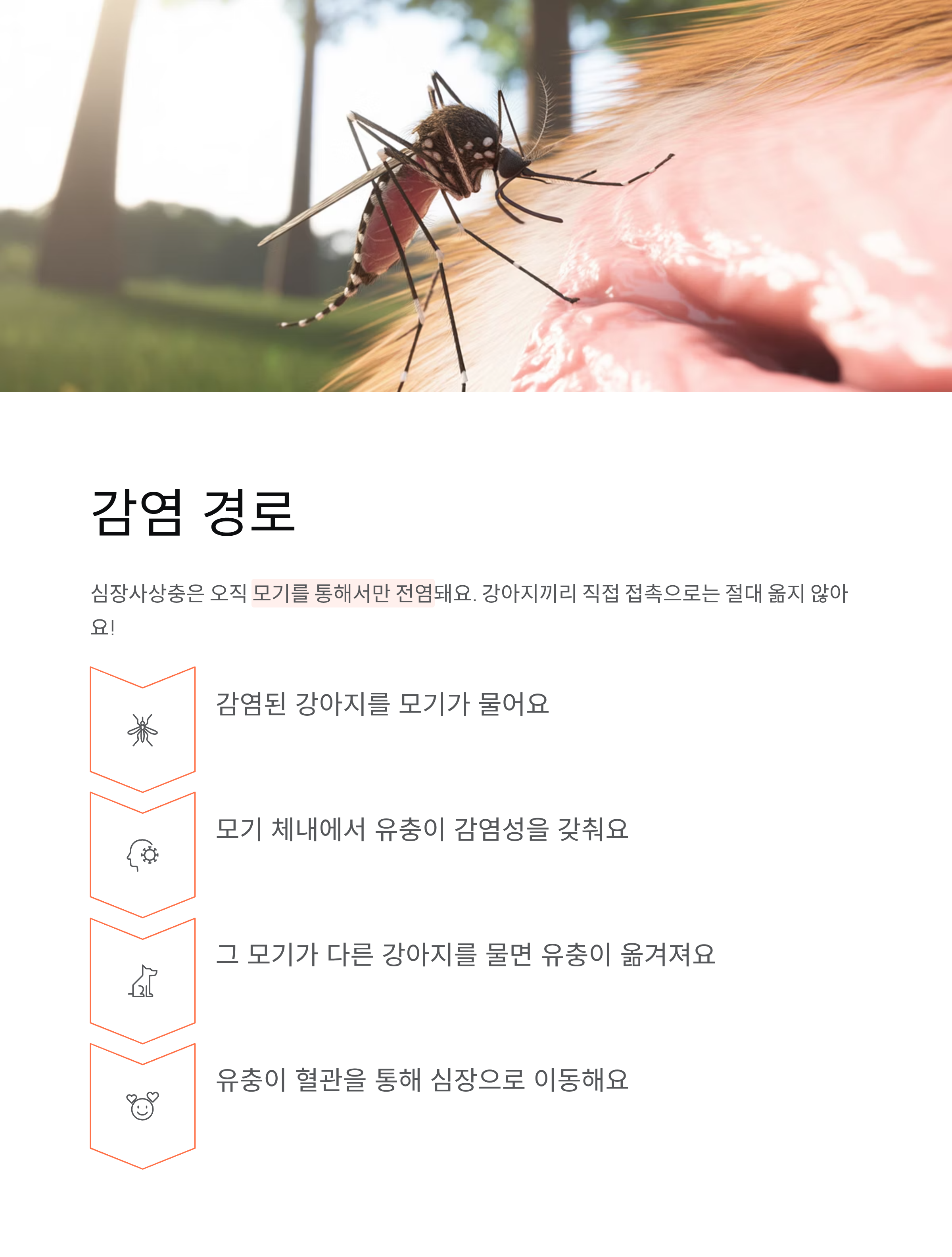 강아지 심장사상충 ❤️ 증상·예방약·치료 완벽 가이드!