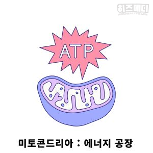 코엔자임 Q10