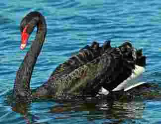 블랙 스완 이론