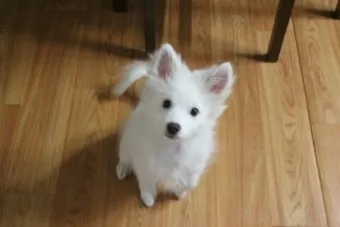 강아지 고개 갸우뚱 이유 의미 뜻_23