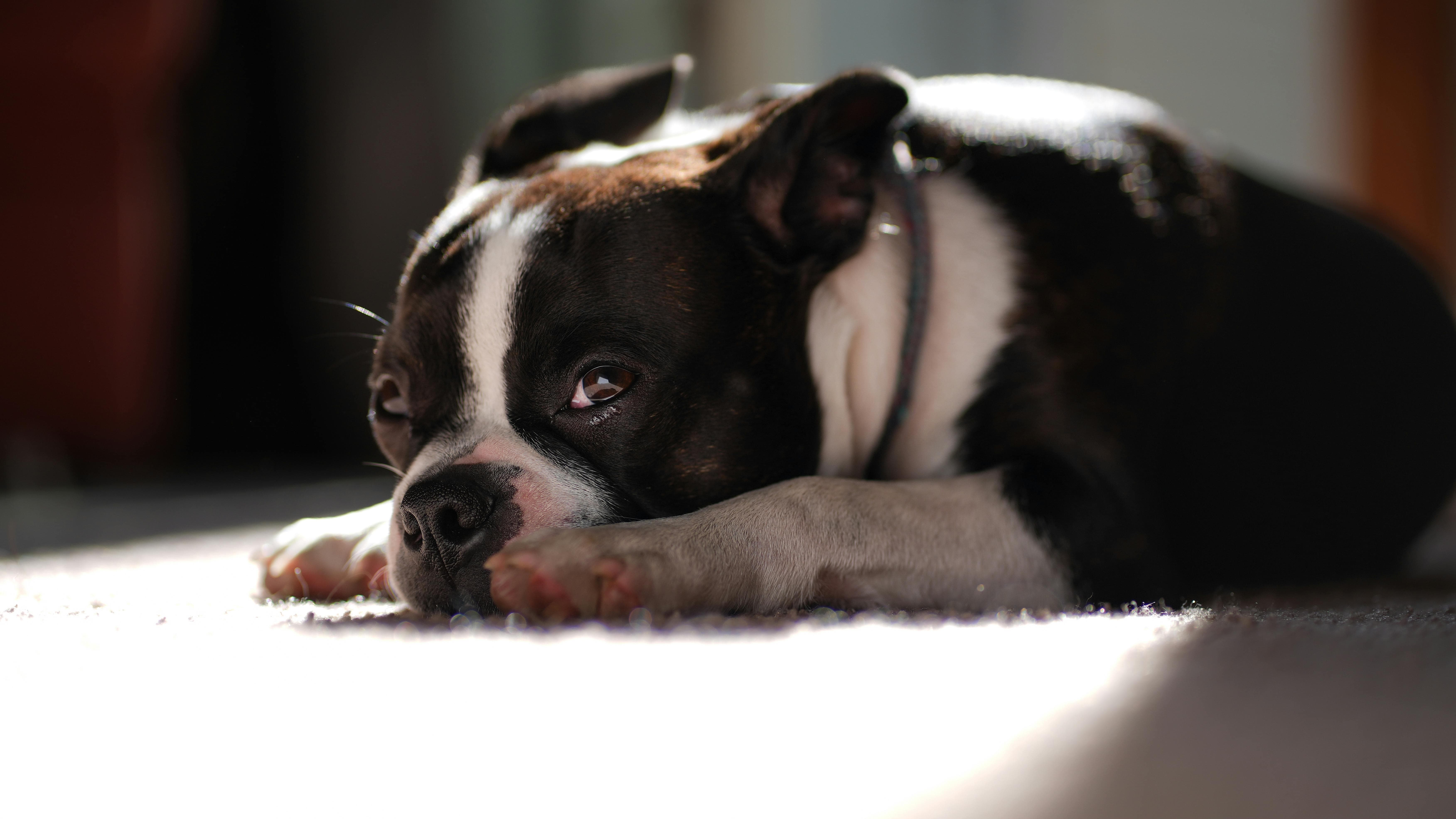 강아지 장내미생물(마이크로바이옴)과 면역 건강의 상관관계