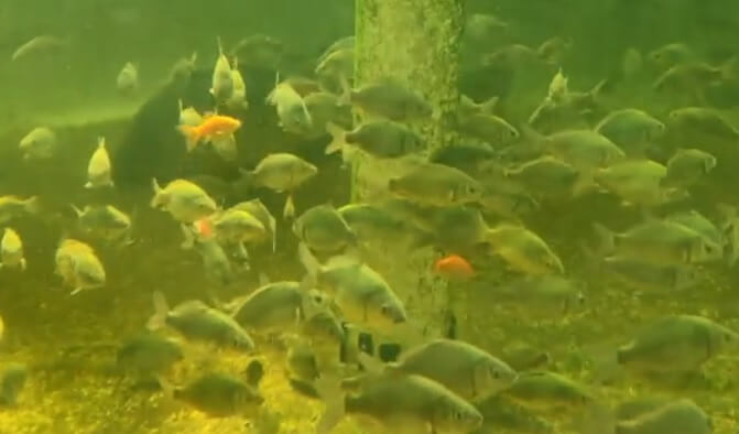 생방송투데이 환승직업 두 번째 인생 충주 쌈 채소 농장 웰팜이에이씨 쌈채소 스마트스토어 주문방법