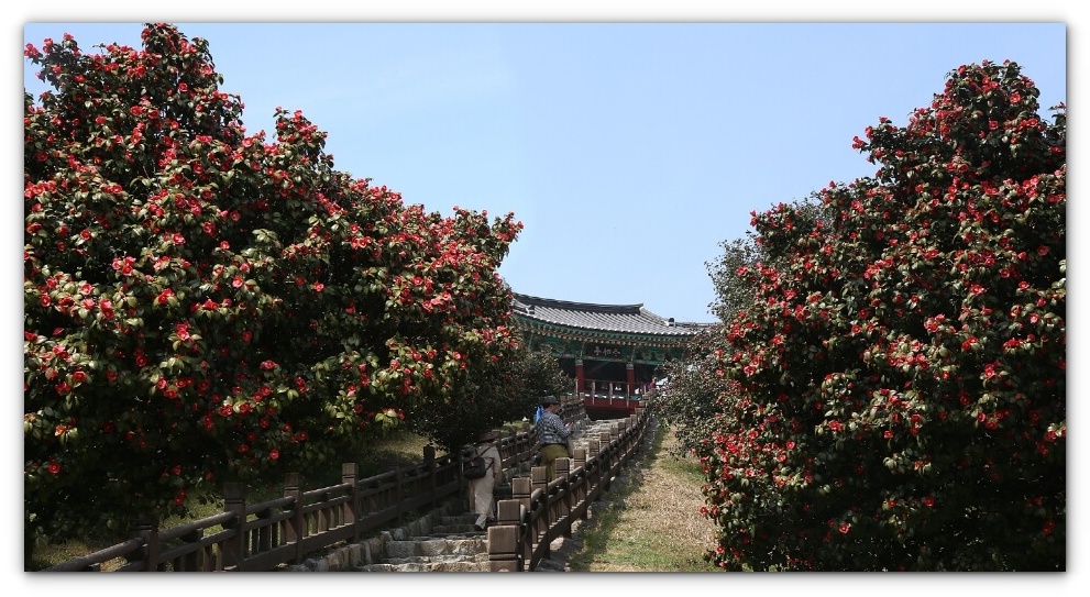 동백꽃 주꾸미 축제 일정